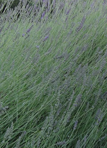 Jardin en Toscane